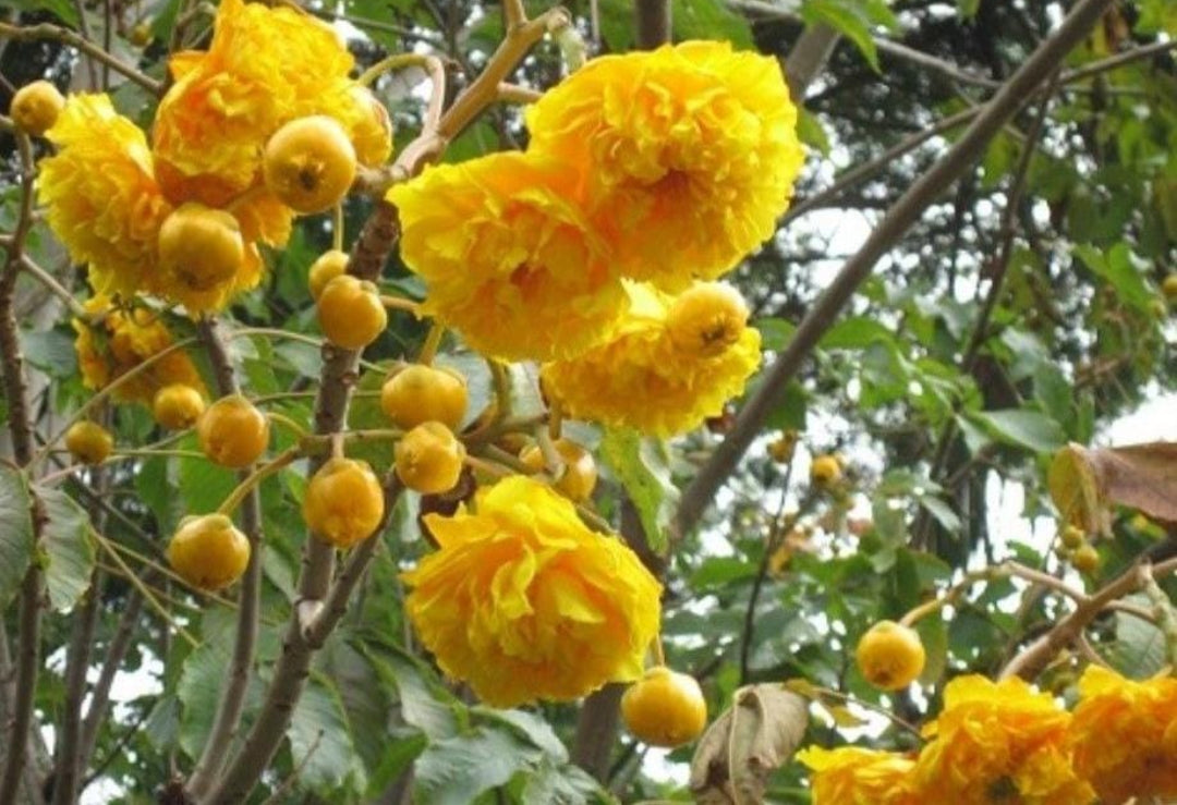 Yellow cotton tree plant