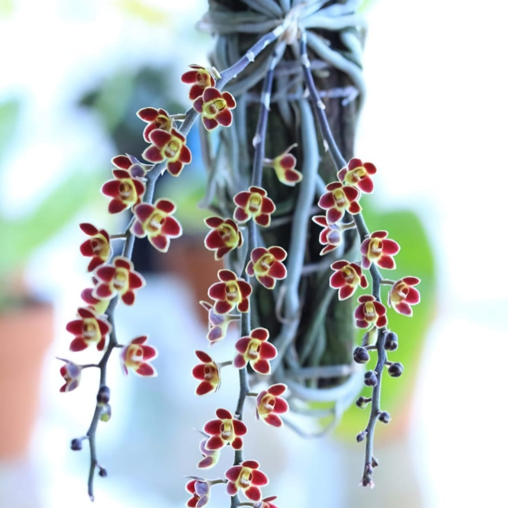 Chiloschista lunifera