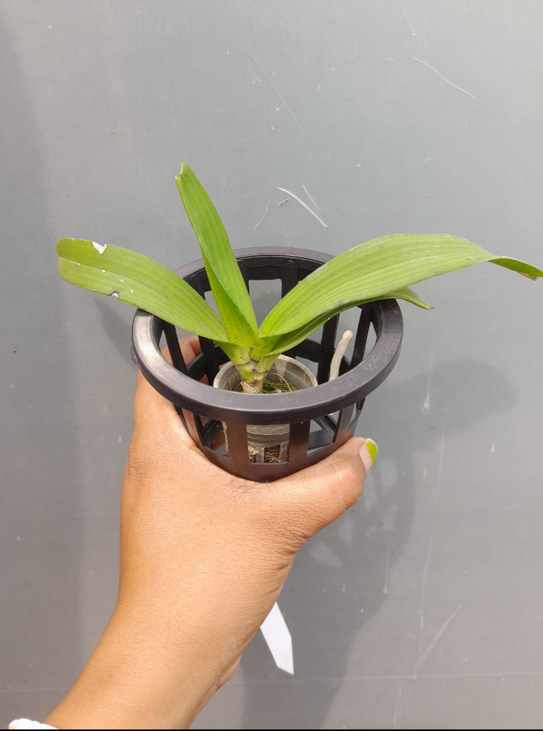 Rhynchostylis 3 Purple Fragrance Orchid