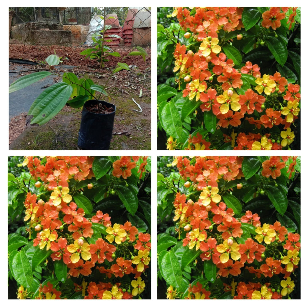 Bauhinia Coccinea Creeper Plant | Red Orchid Vine | Rare Flowering Climber