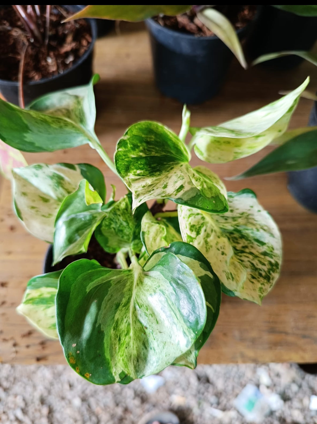 Manjula potos plant