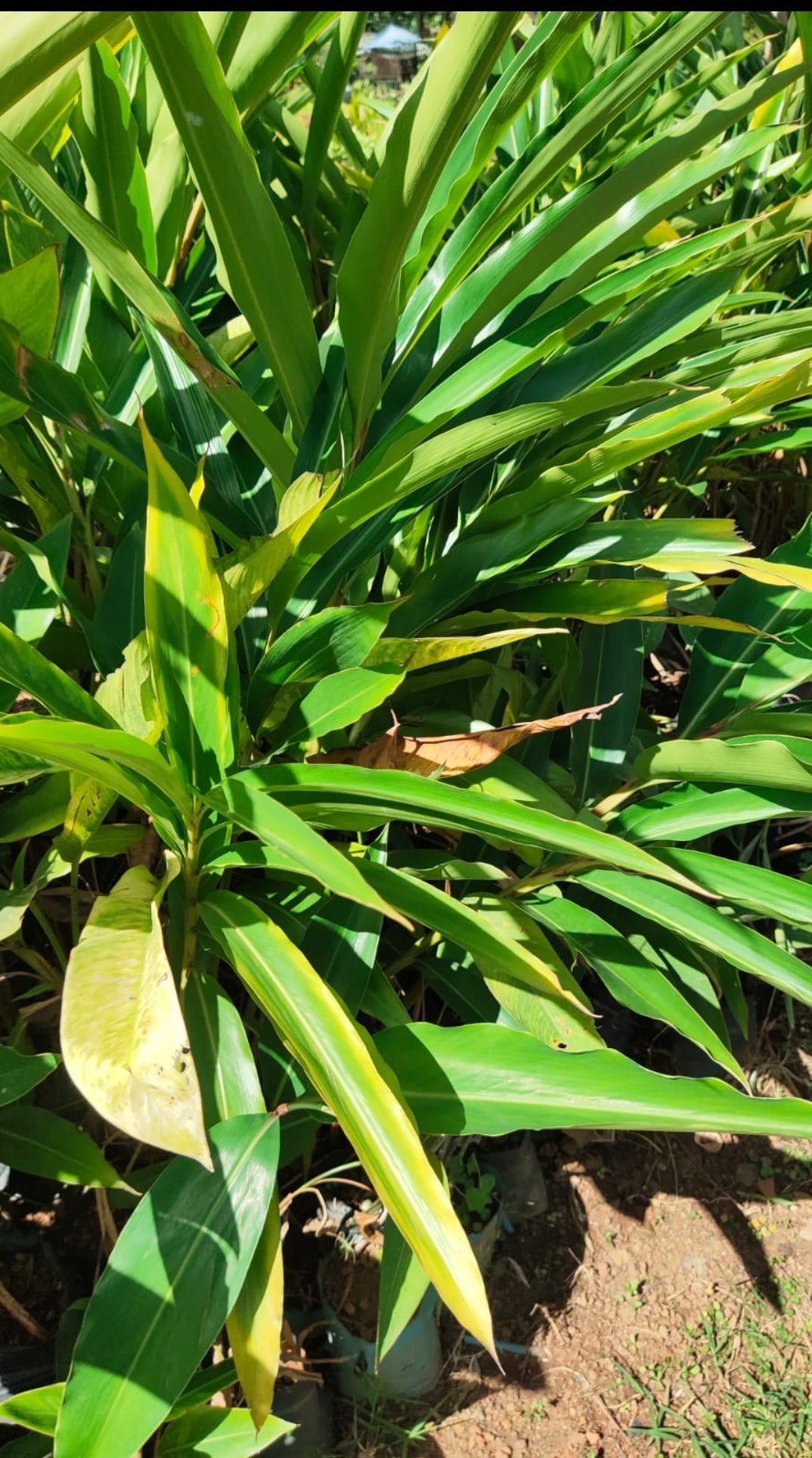 Shell Ginger Plant