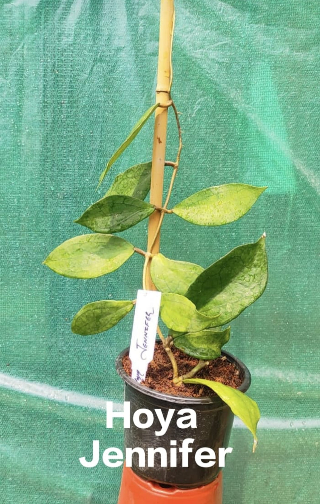 Hoya Jennifer
