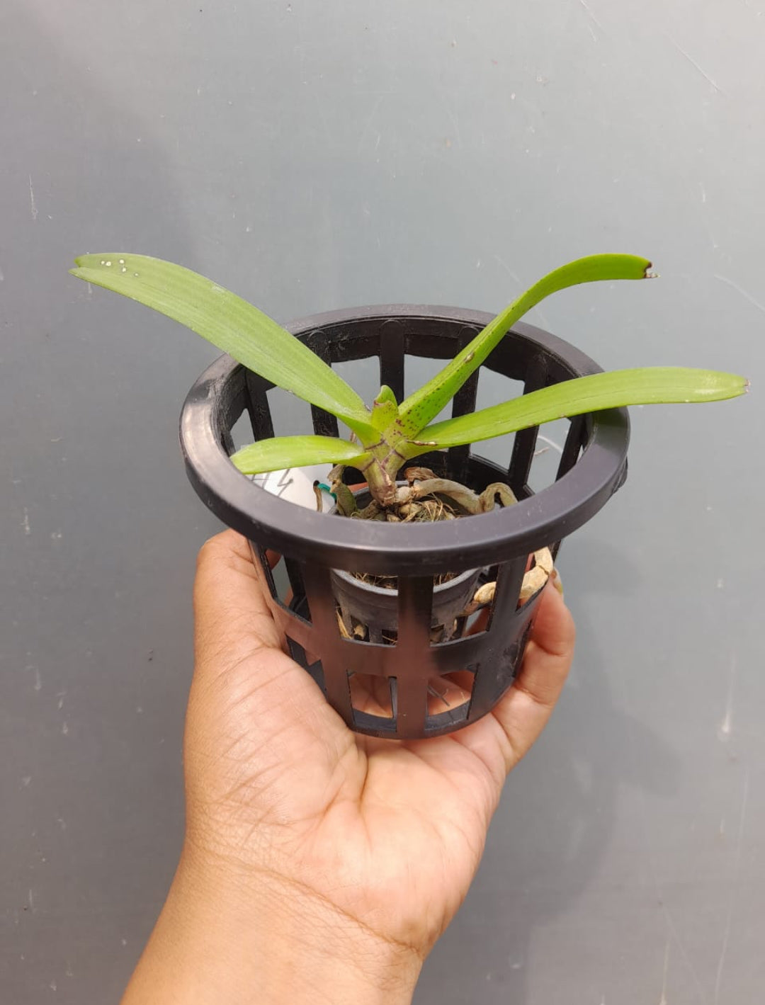 Rhynchostylis 1 Fragrance Orchid