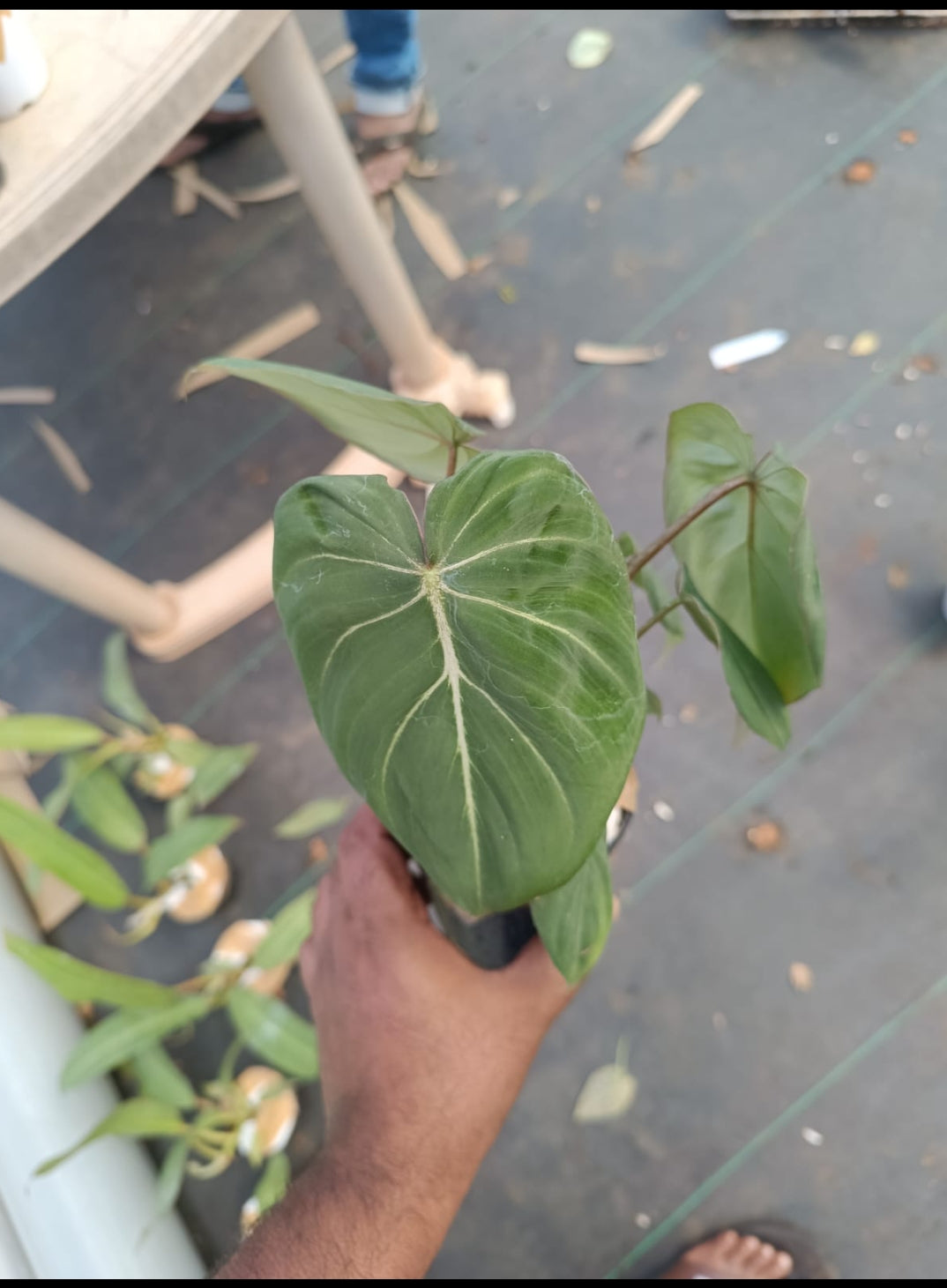 Gloriosam zebra plant| Indoor plants