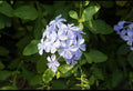 Neelakoduveli Plant | Rare Medicinal Creeper | Live Herbal Vine