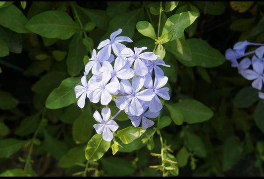 Neelakoduveli Plant | Rare Medicinal Creeper | Live Herbal Vine