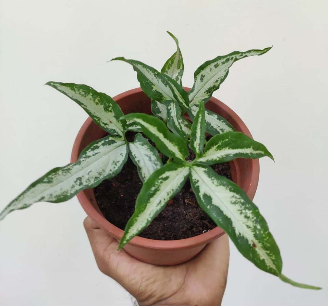 Little Star Syngonium Rare - plant Good