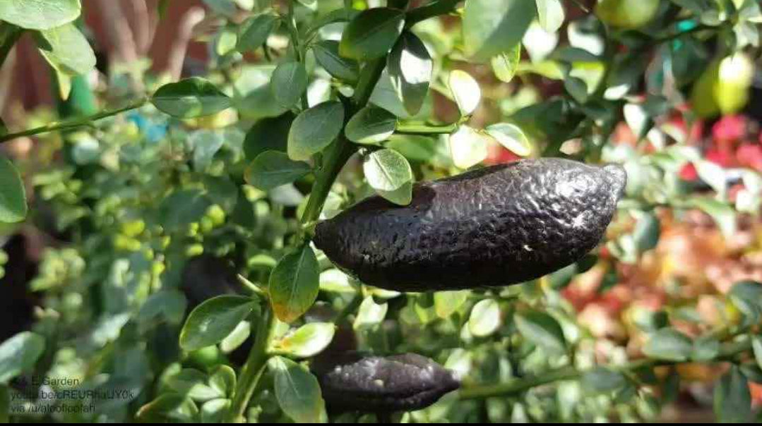 Finger lemon fruit plant