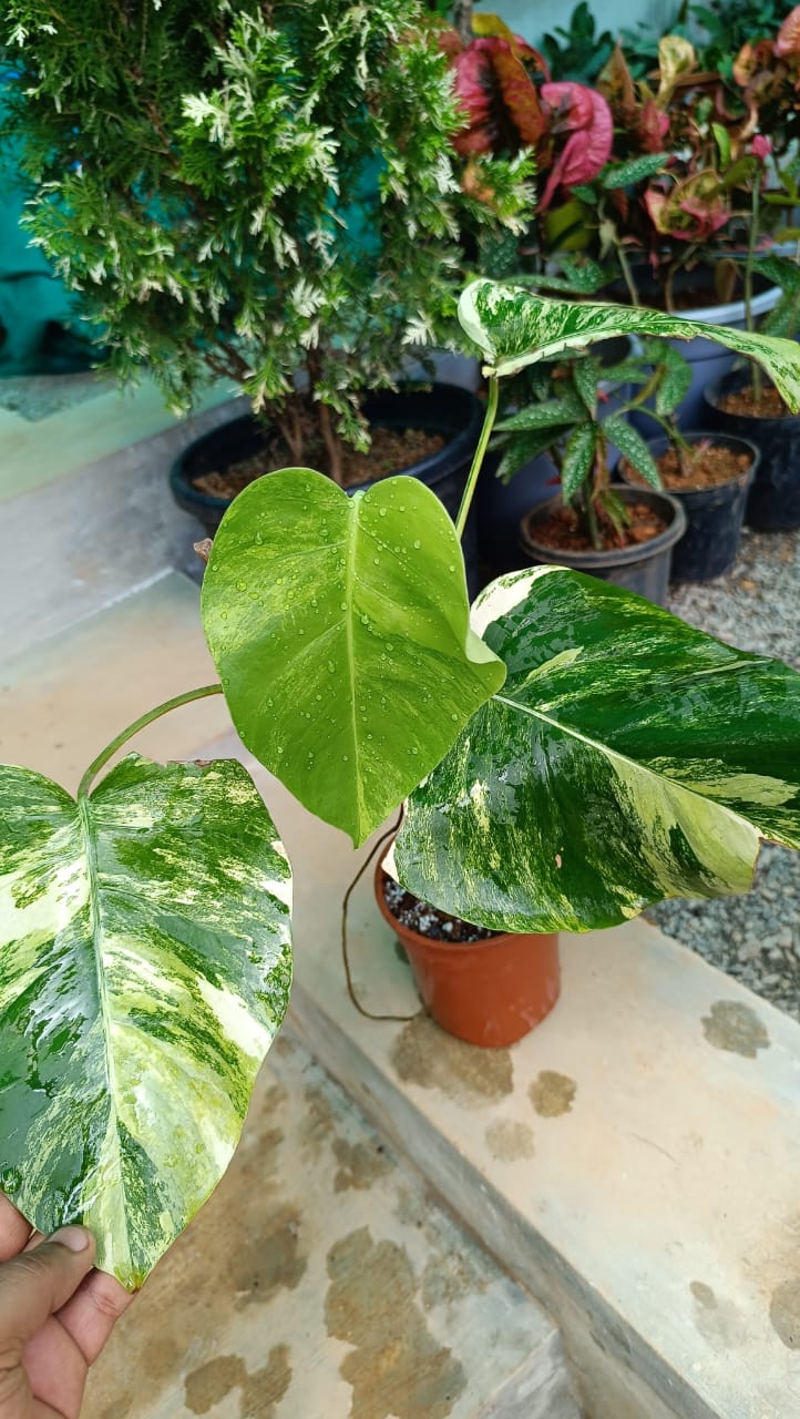 rare albo dark black monstera deliciosa Monstera albo/Rare plant/mostra albo – ASHIYANA STORE