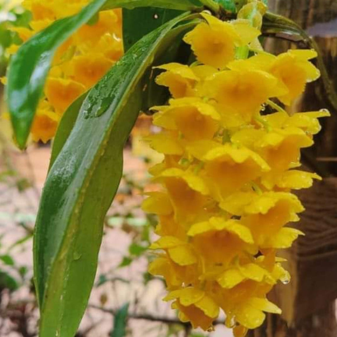 Dendrobium densiflorum (Pineapple Orchid)