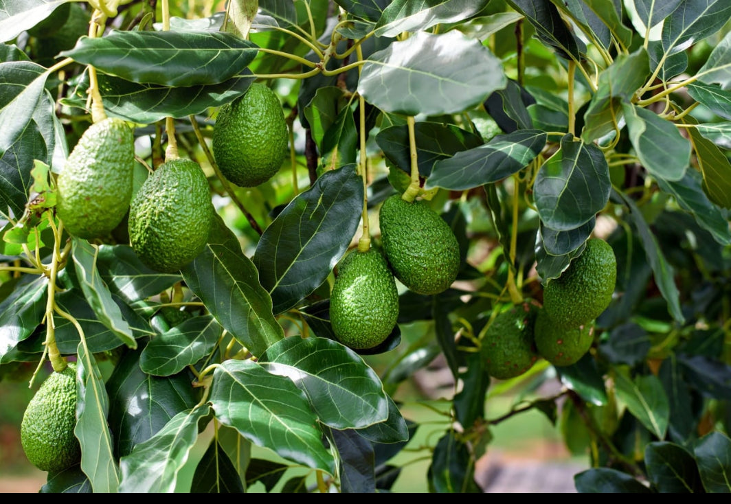 Avacado fruit plant