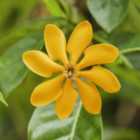 Yellow gardenia plant|Flowering shrubs fragrance plant|top Quality gardenia plant shop now today| fast and fresh dilvery
