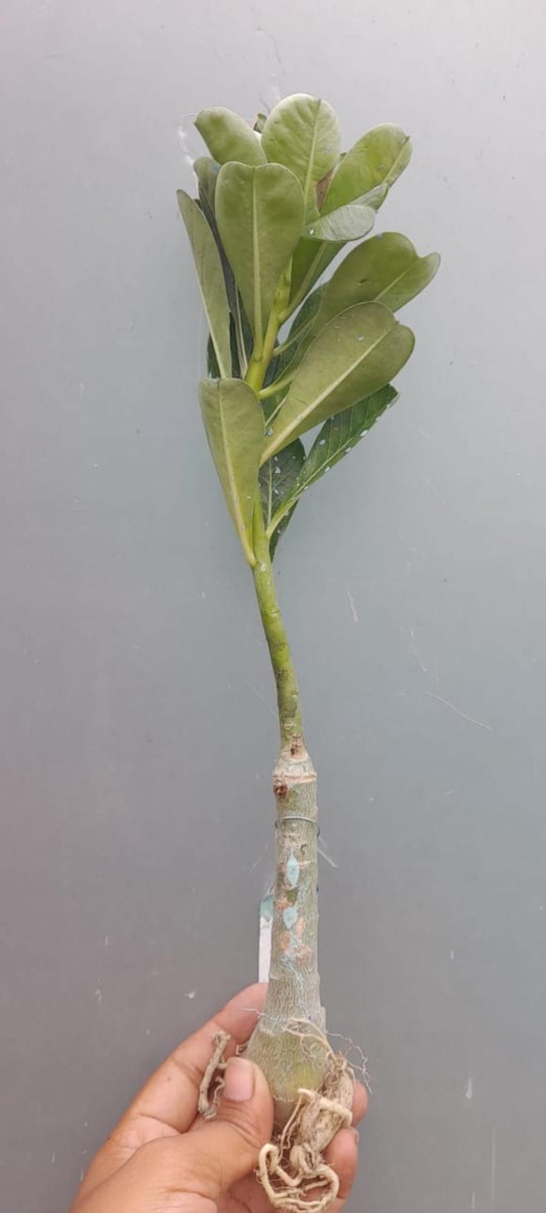 Adinium white 9