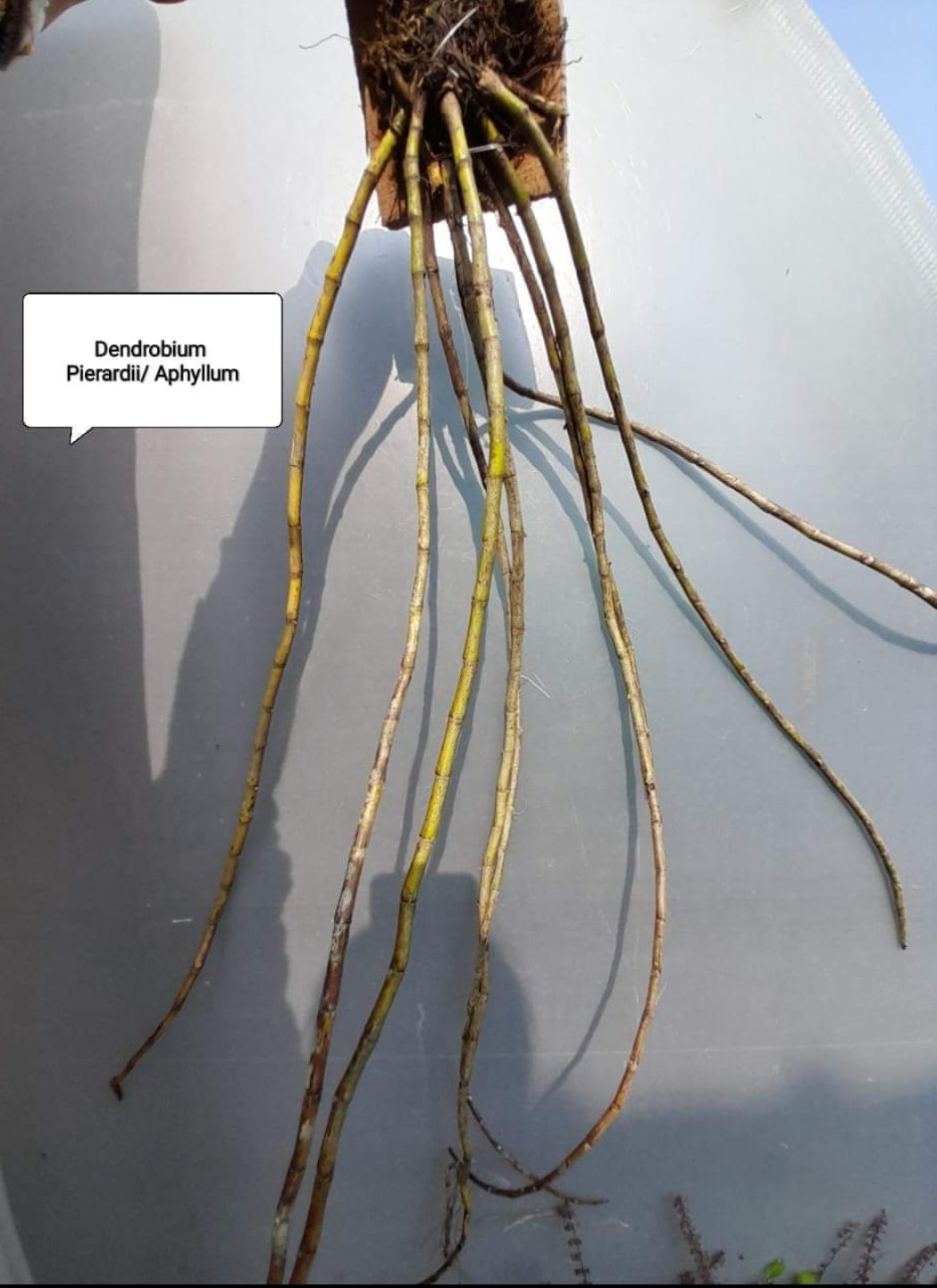 Dendrobium Aphyllum / Pierardii