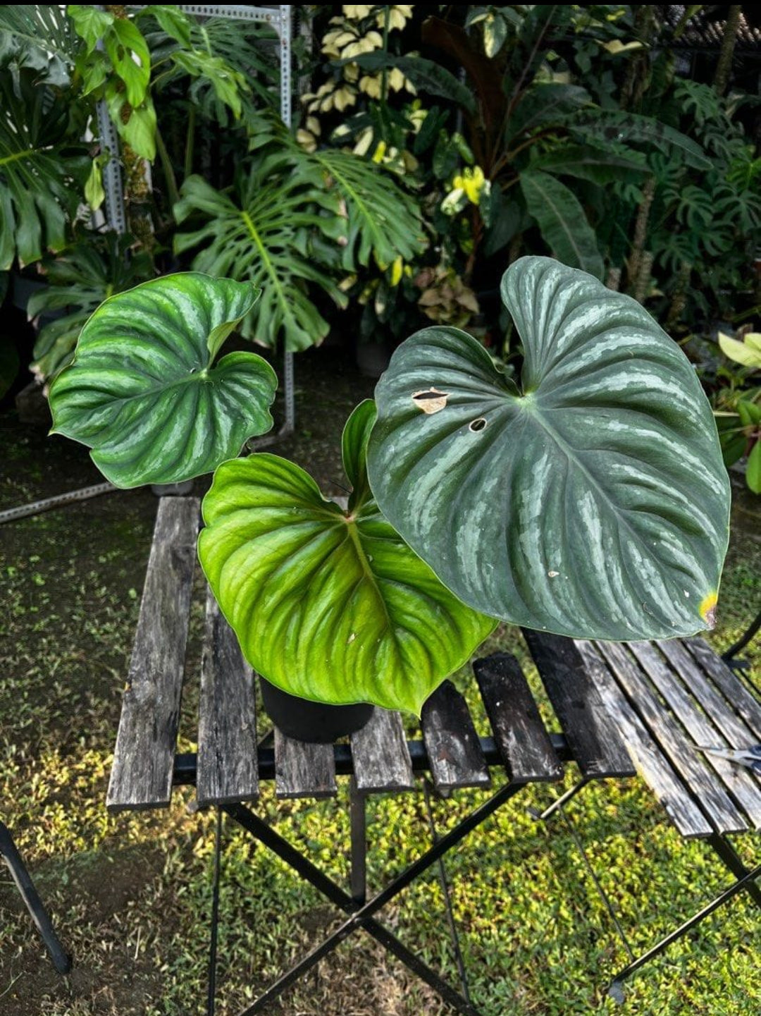 philodendron plowmanii dark form Philodendron Plowmani Plant (Semishade) – ASHIYANA STORE