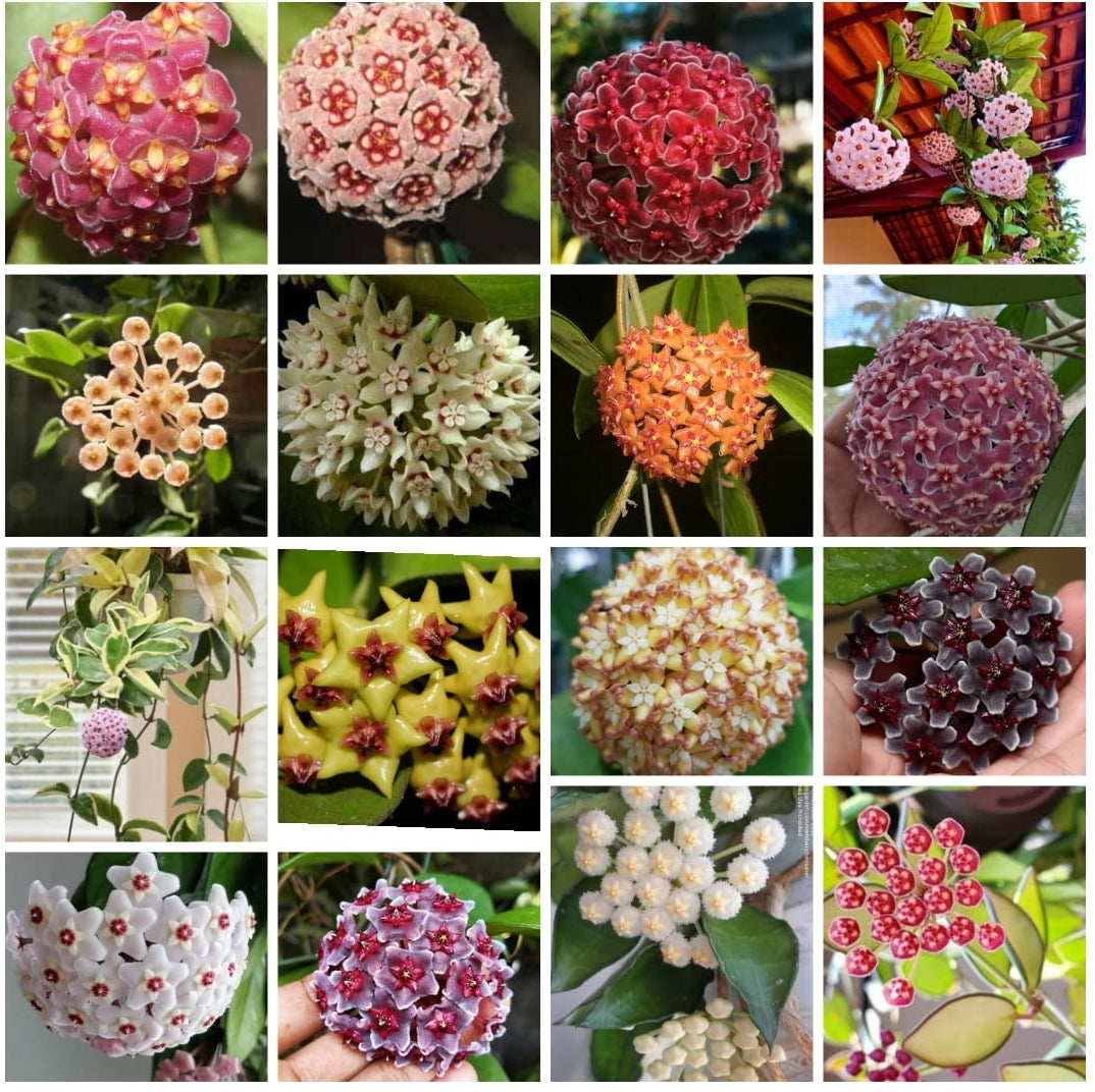 Hoya plant (16 varity)
