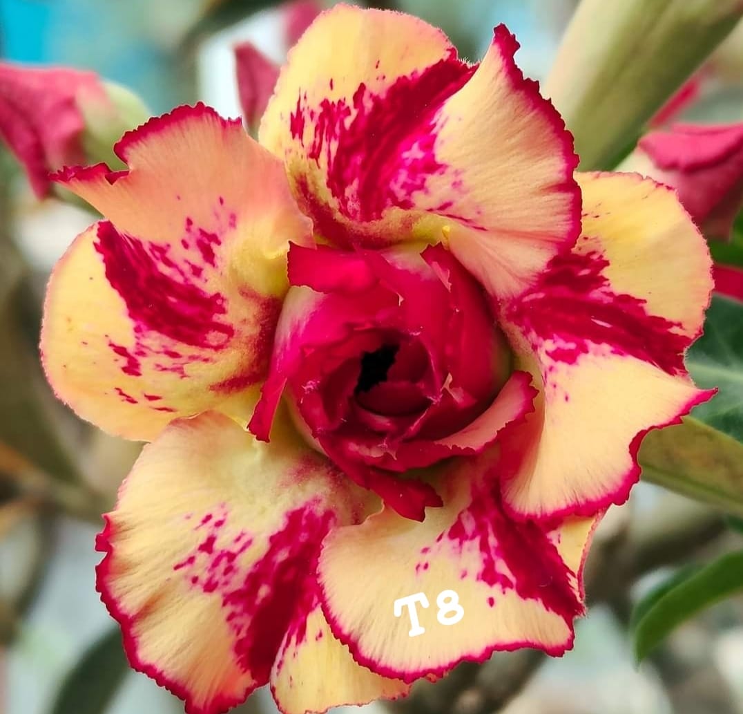 Adnium plant florist red stripe with light yellow colour