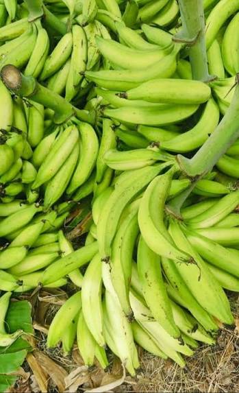 Perumpadali banana fruit plant|traditional banana varieties
