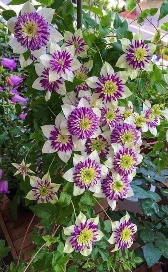 Passiflora Passion flower ( krishna kamal) "Rakhi bel" shop now ( best creeper flowering plants)