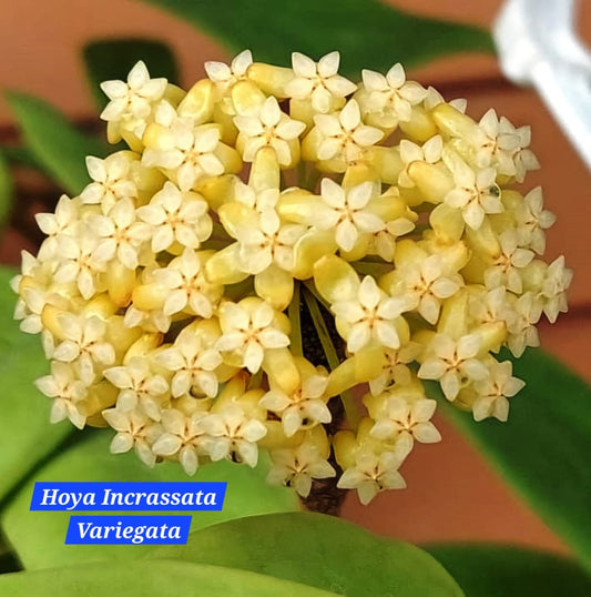 Hoya Incrassata Variegata