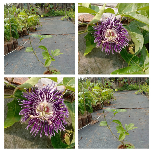 Passiflora Blue | Blue Passion Flower Vine | Passiflora caerulea