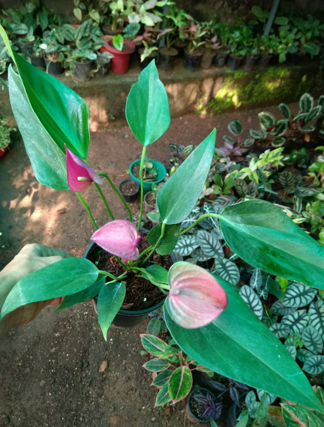 Anthurium Violet (Semishade plant)/indoor plant for home/low maintenance plant