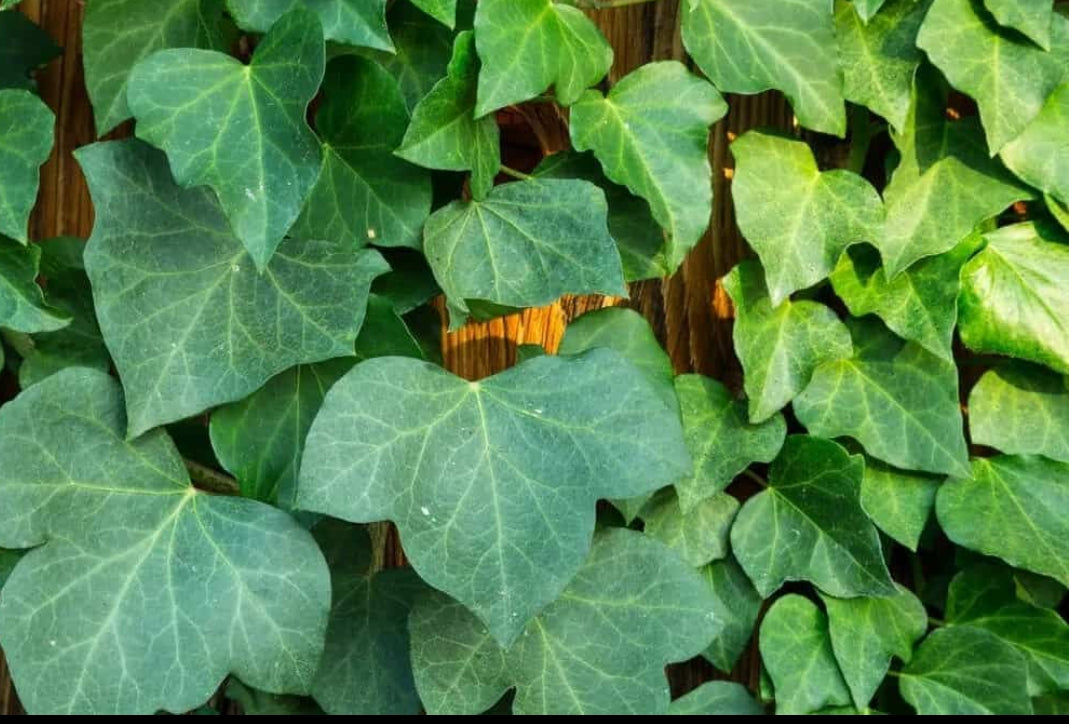 Ivy Big Leaf Vine | Evergreen Wall Creeper Plant for Fences