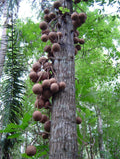 Cannon ball tree fruit plant