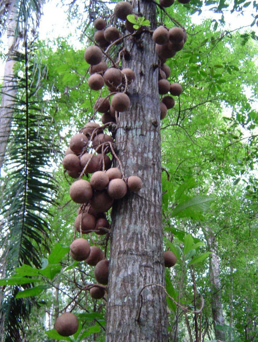 Cannon ball tree fruit plant