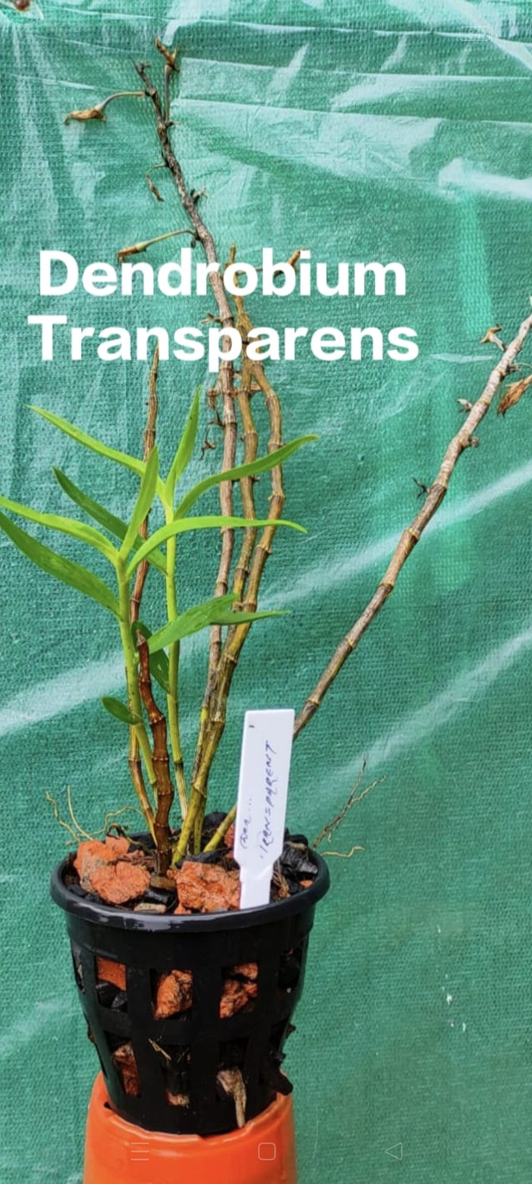Dendrobium Transparens