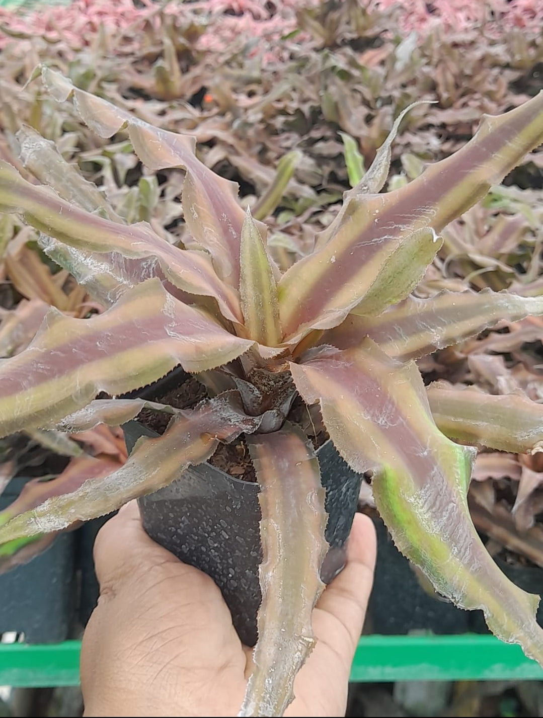 Cryptanthus Varieties (Pack of 7)