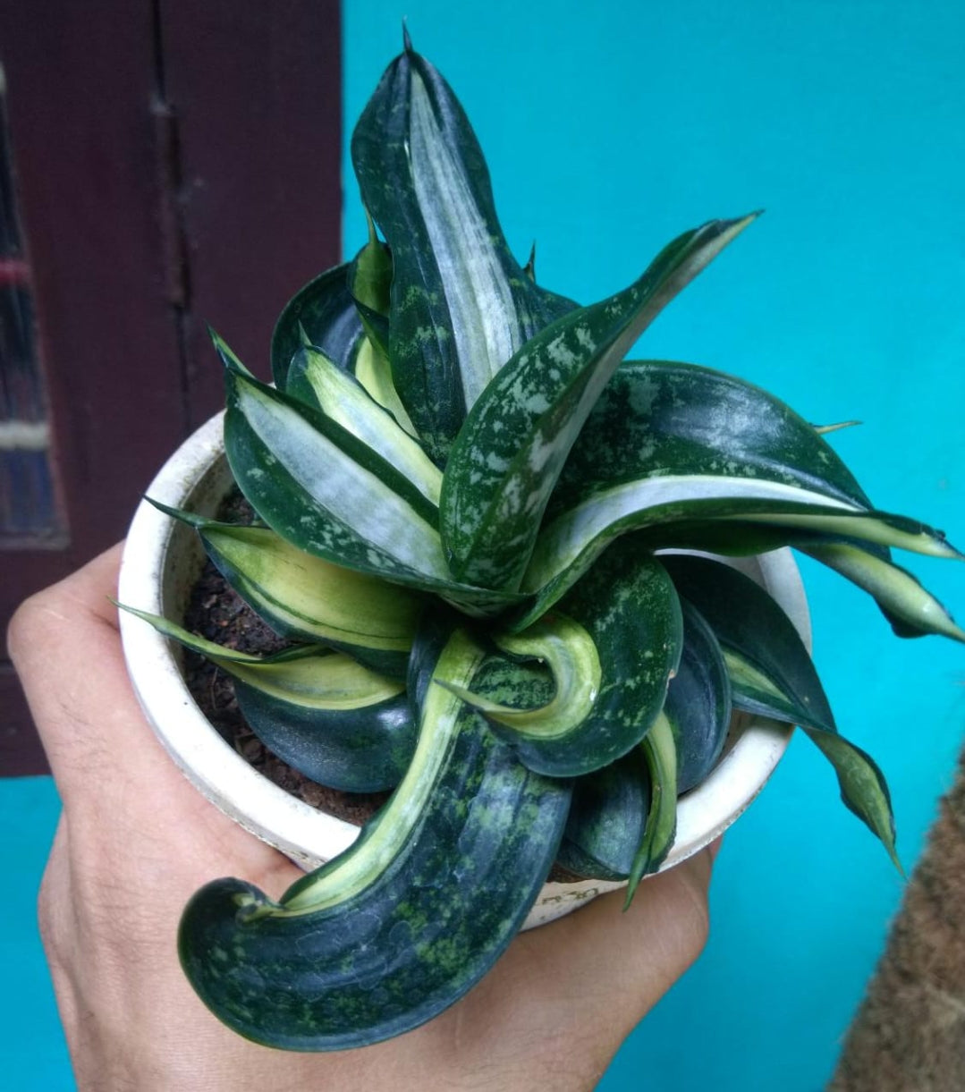 sansevieria hahnii silver streak Sensevieria Silver Streak (Indoor spiral Variety) – ASHIYANA STORE