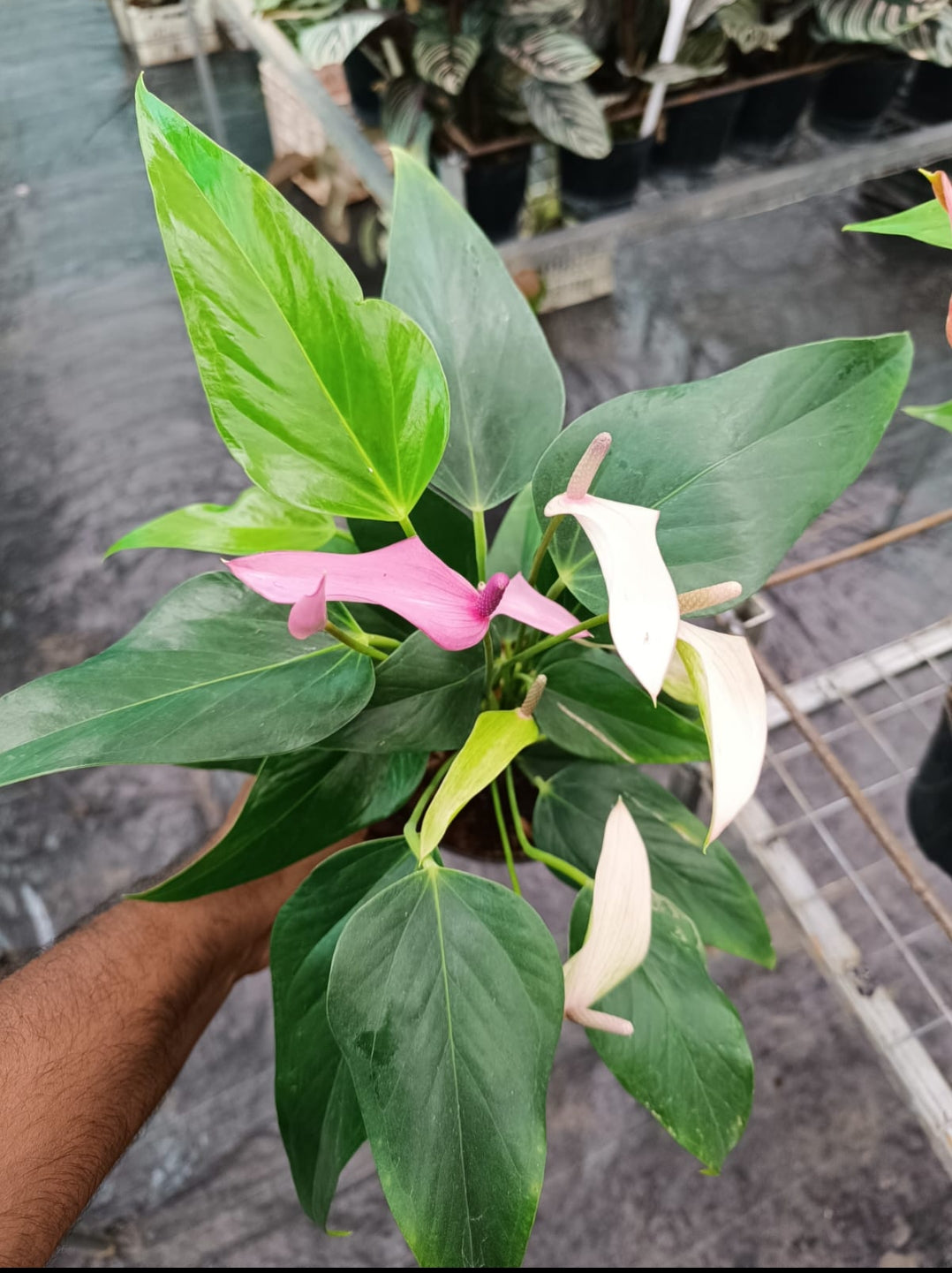 anthurium fire glow plant Anthurium Purple Flame plant – ASHIYANA STORE