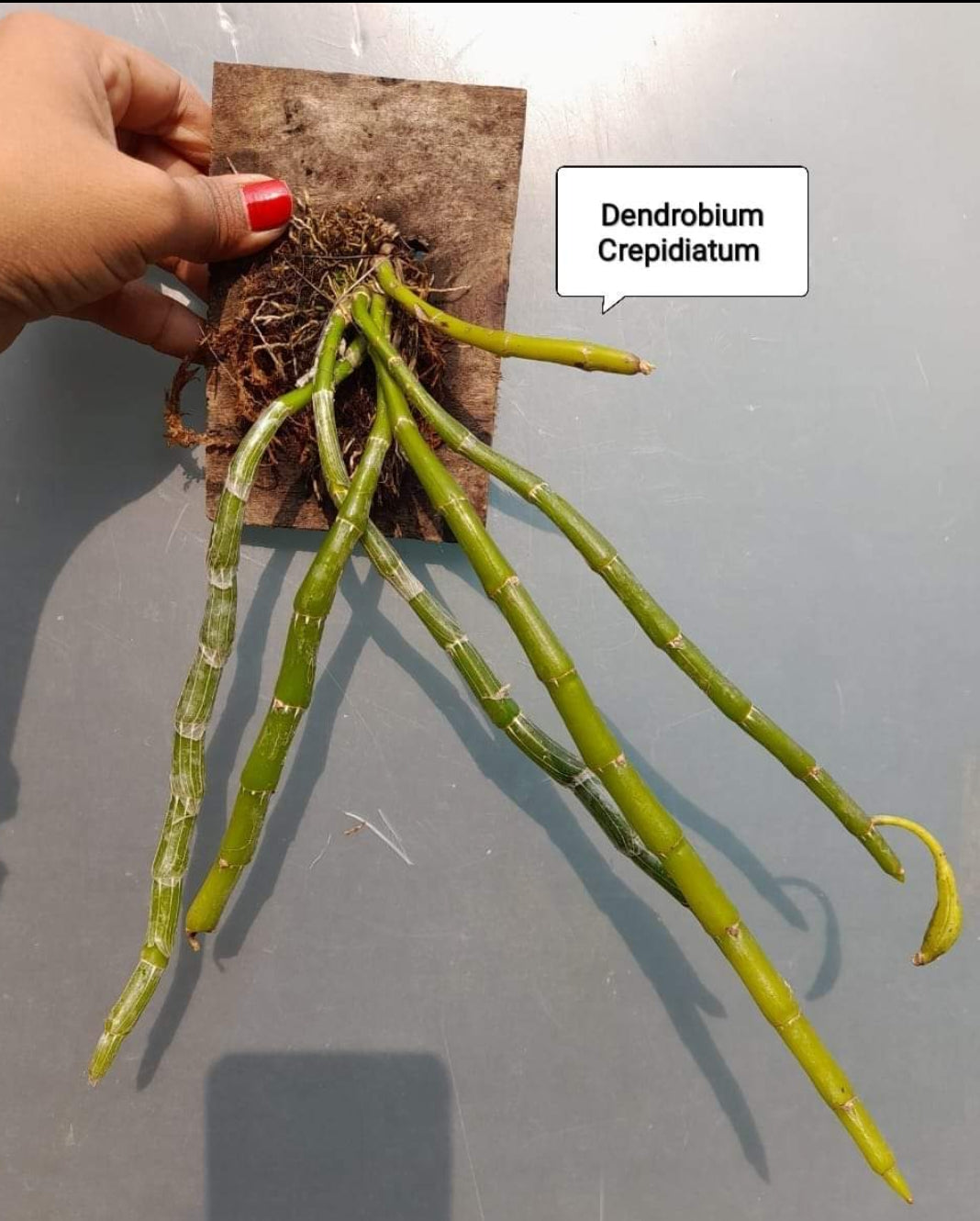 Dendrobium Crepidiatum