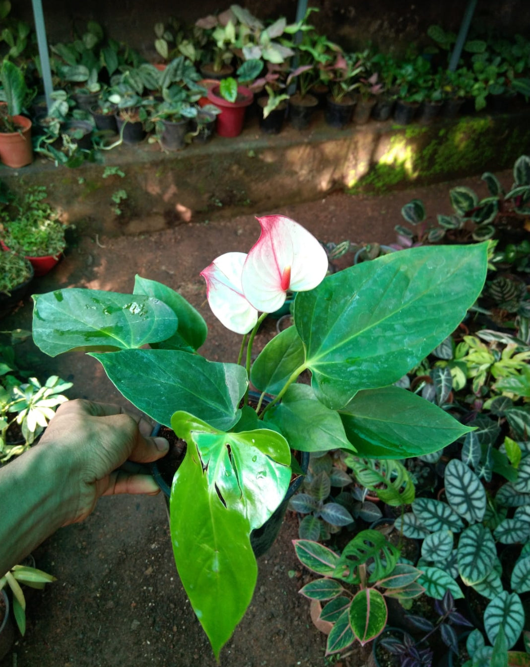 Anthurium white red tip (Semishade plant)/indoor plant for home/low maintenance plant