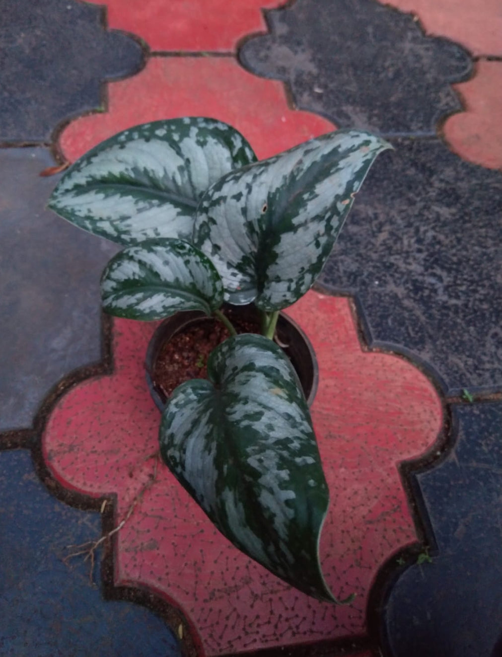 Money Plant (Golden Pothos) – Indoor Air Purifying Creeper | Lucky Plant for Home & Office (Stain Photos)