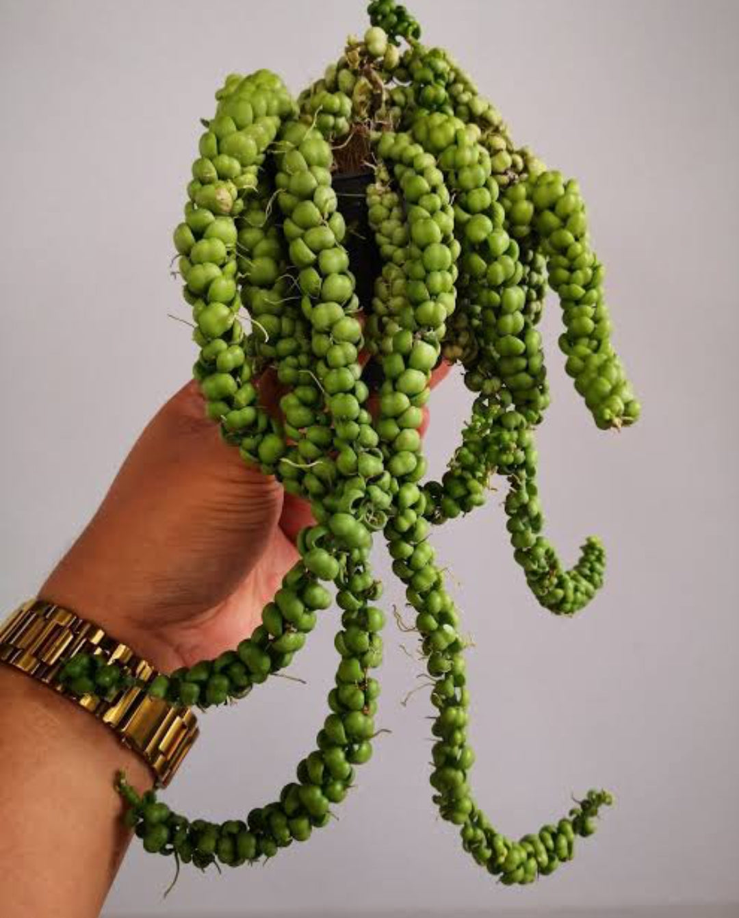 dragon jade plant Dischidia Dragon Jade plant (Full pot) – ASHIYANA STORE