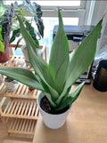 Sensevieria Moonshine Plant