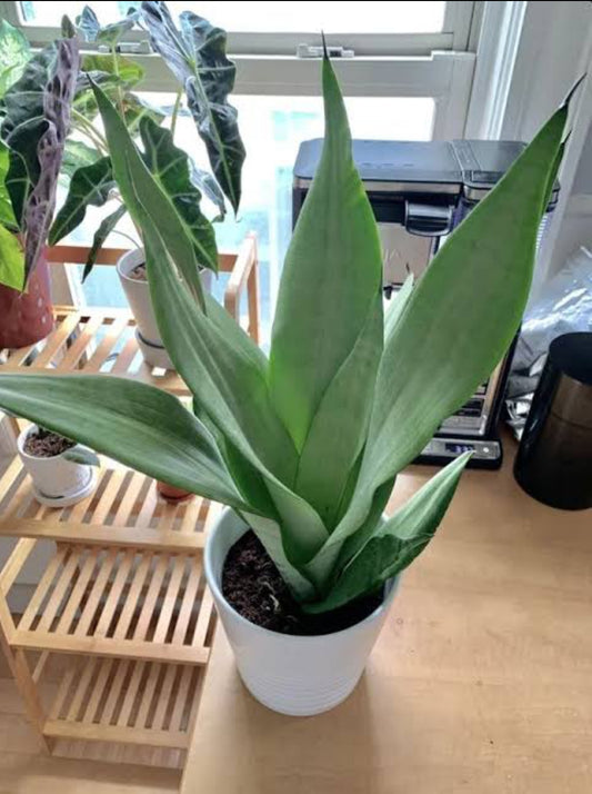 Sensevieria Moonshine Plant