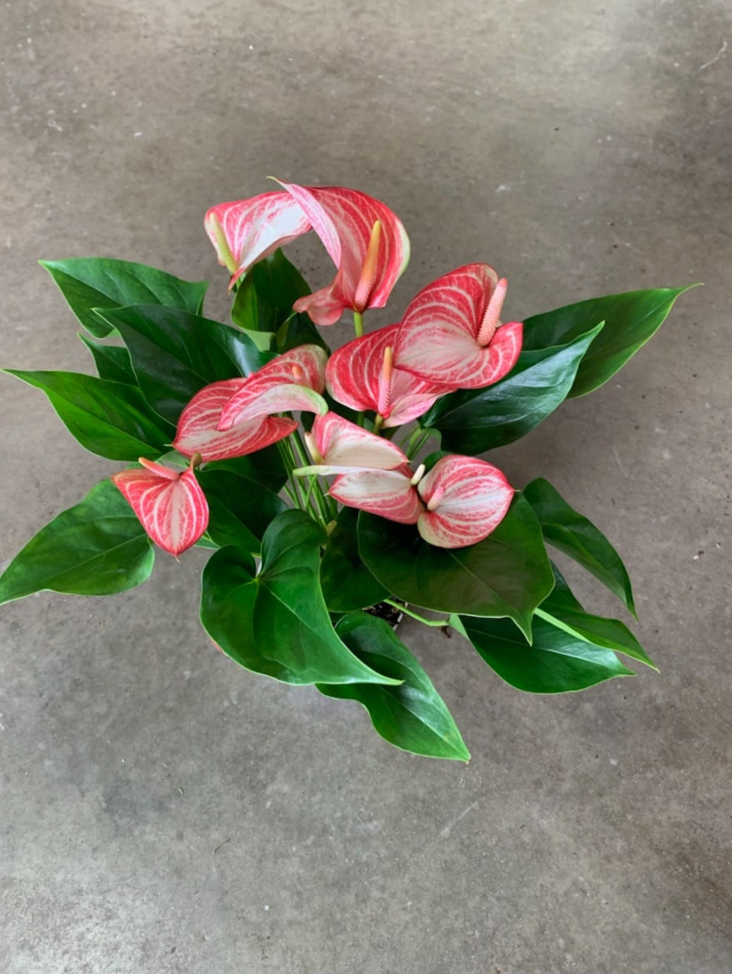 Anthurium Livium Dutch (Indoor plants)/indoor plant for home/low maintenance plant