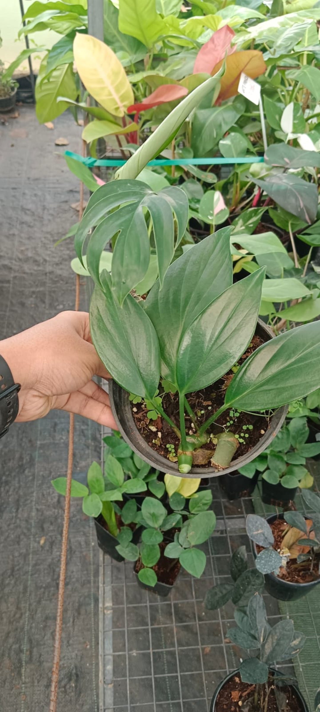 Epipremium Pinnatum plant - Indoor Plants