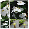 Thunbergia Alba | White Clock Vine Creeper Plant