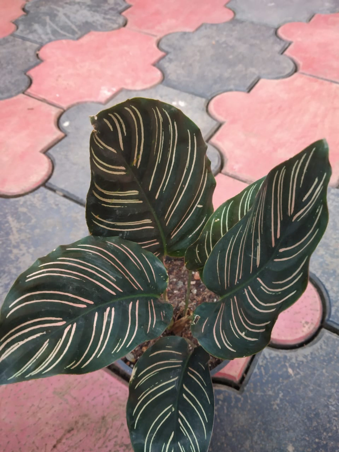 Pin Stripe Calathea Plant