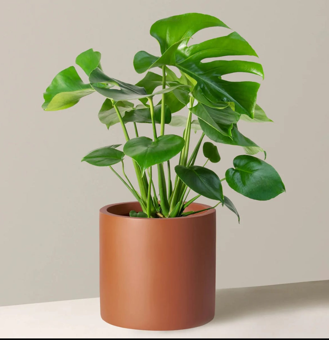 Monstera deliciosa