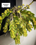 Dendrobium Anceps
