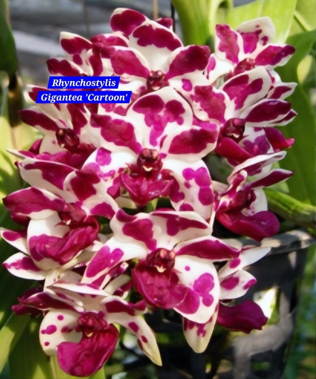 Rhynchostylis exotic (Pack of 6)