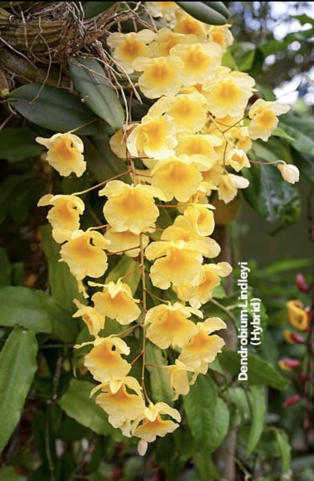 Dendrobium Lindleyi (Hybrid)