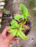 Jewel Orchids