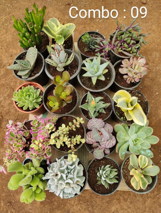 Succulent plant combo pack